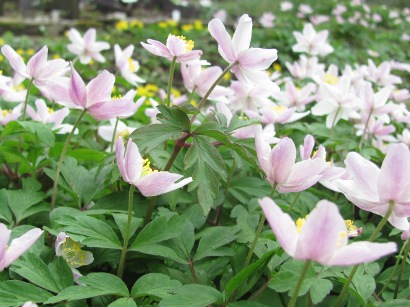 Anemone nemorosa 'Wyatt's Pink' 